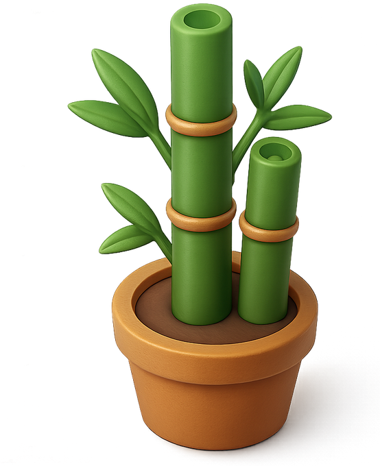 Lucky bamboo in a terracotta pot