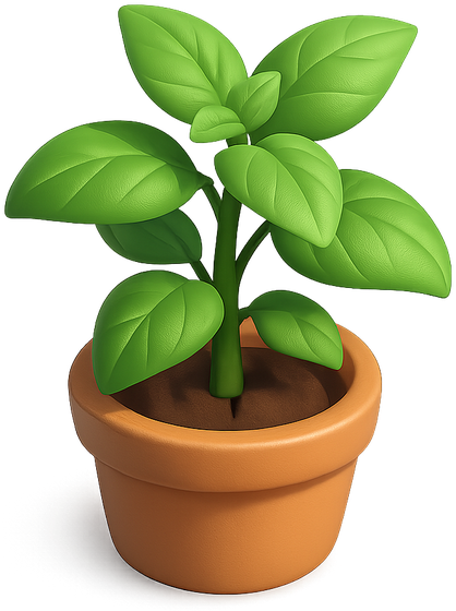 Sweet basil in a terracotta pot
